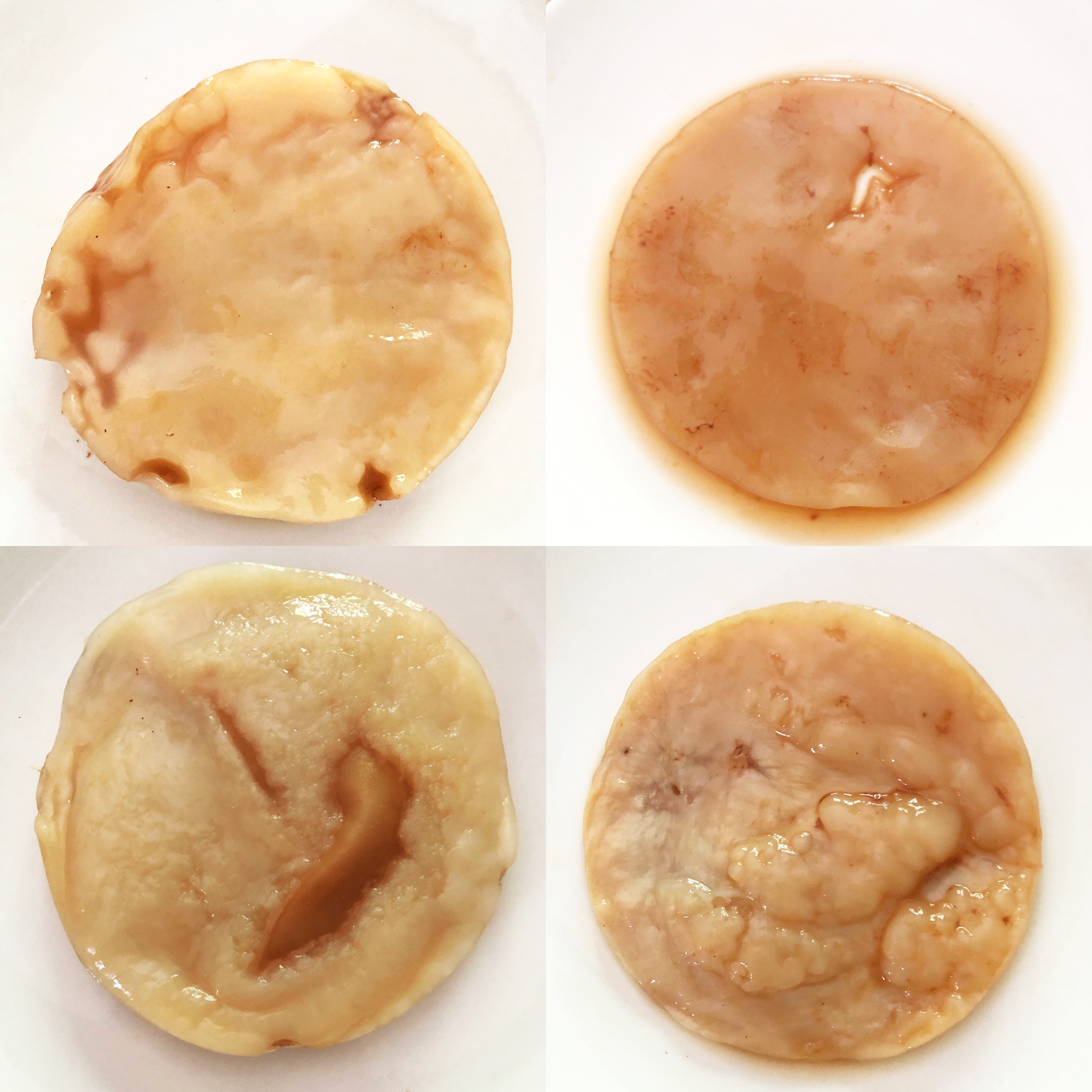 Is My Scoby Suppose To Do That? – Yeabucha